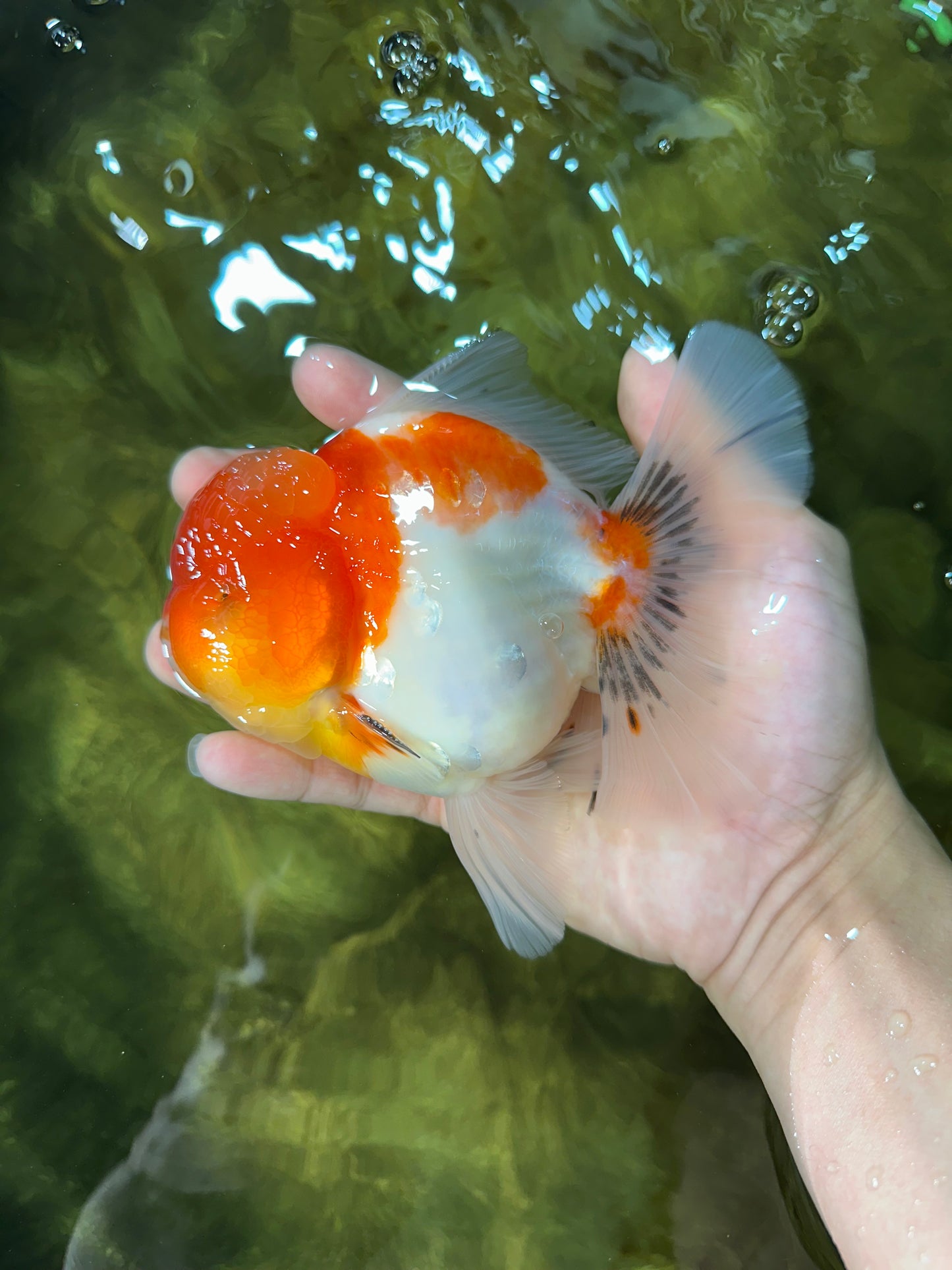 AAA Grade Godzilla Kohaku Sakura Oranda Male 5-5.5 inches #050925OR_56