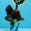 A Grade Lava Head Apache Oranda Male 6 inches #091925OR_13