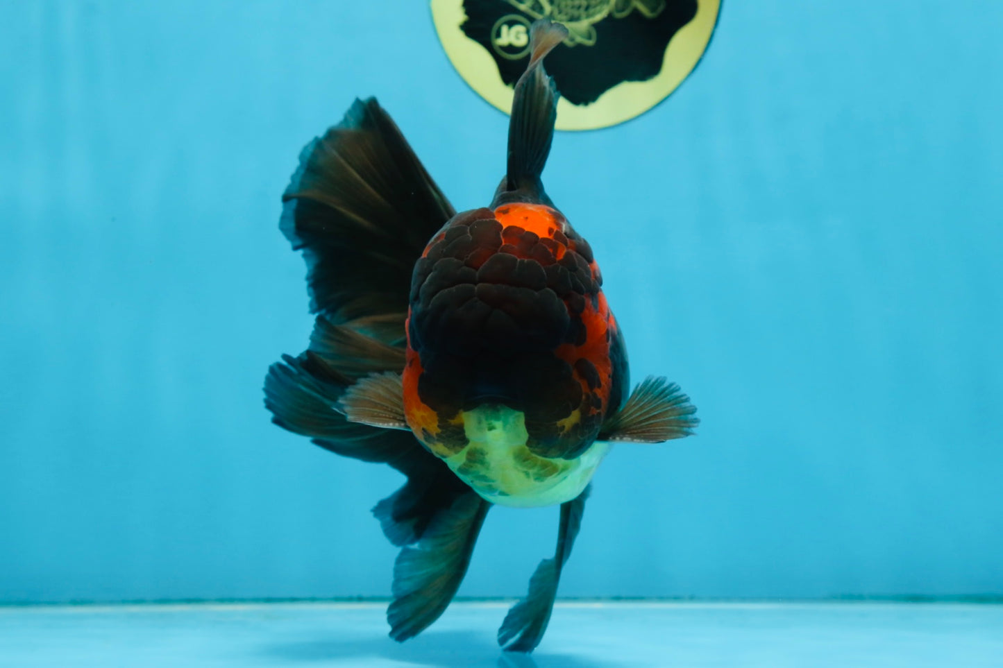 A Grade Lava Head Apache Oranda Male 6 inches #091925OR_13