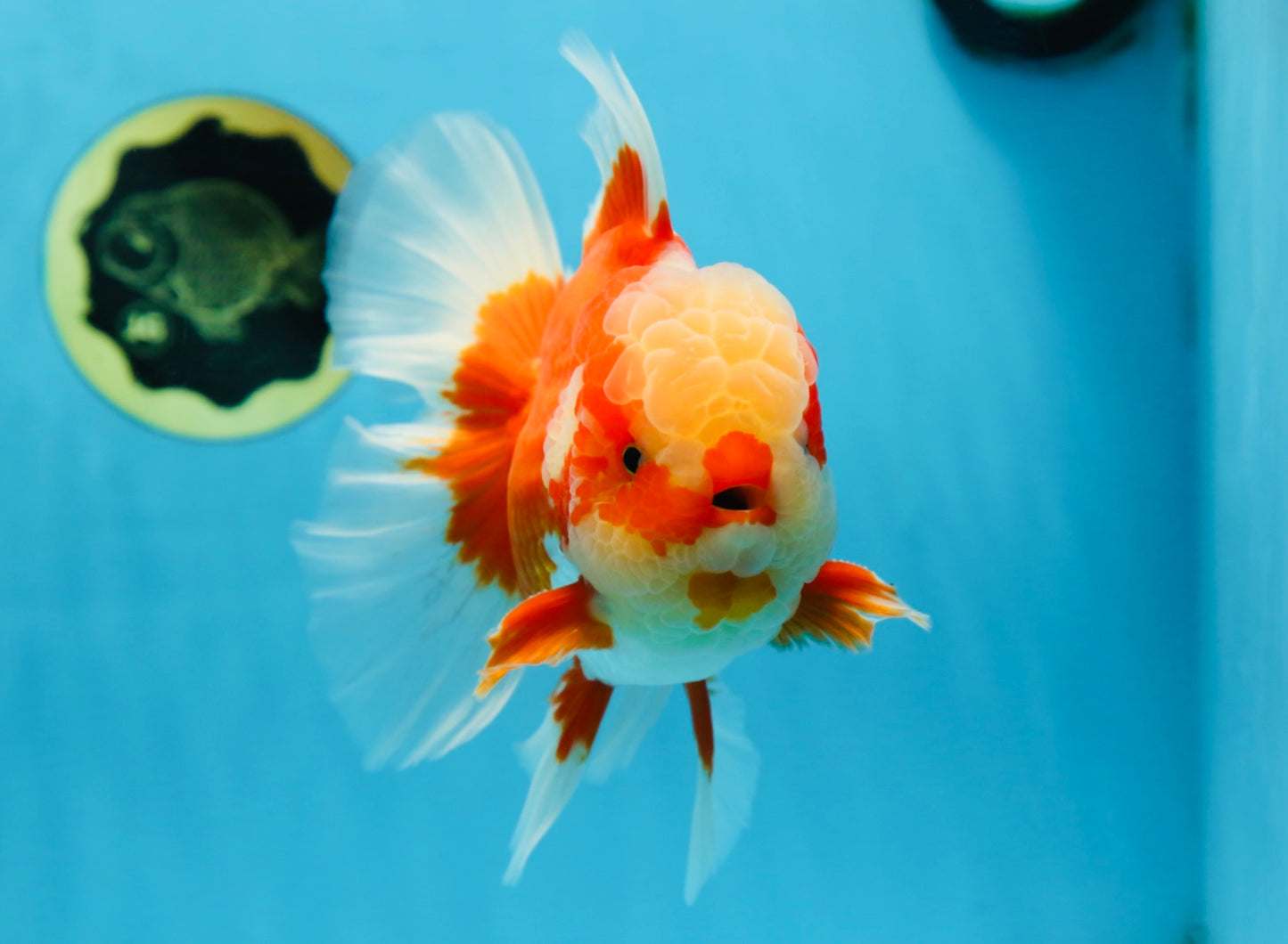 AAA Grade Red White Oranda Male 6.5 inches #080125OR_08