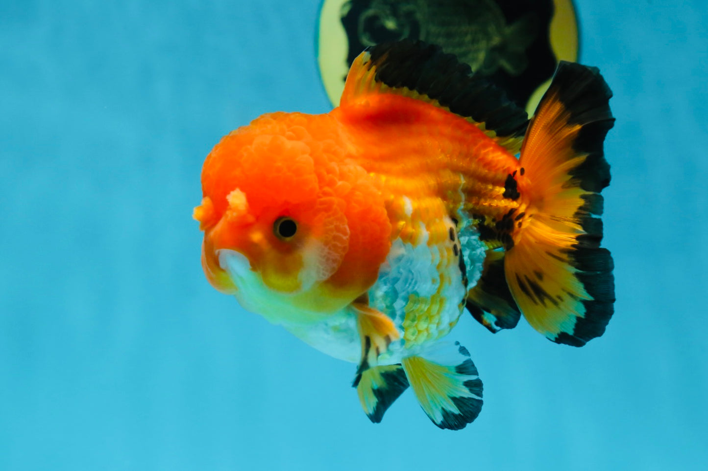 Pompom Tricolor Yuanbao Male 4.5 inches #060625YB_07