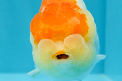 AAA Grade Dragon Head Kohaku Red White LionKing 4-4.5 inches #022726LC_29