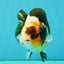 UNIQUE Tricolor Chinese Ranchu Male 6.5  inches #050826RC_12