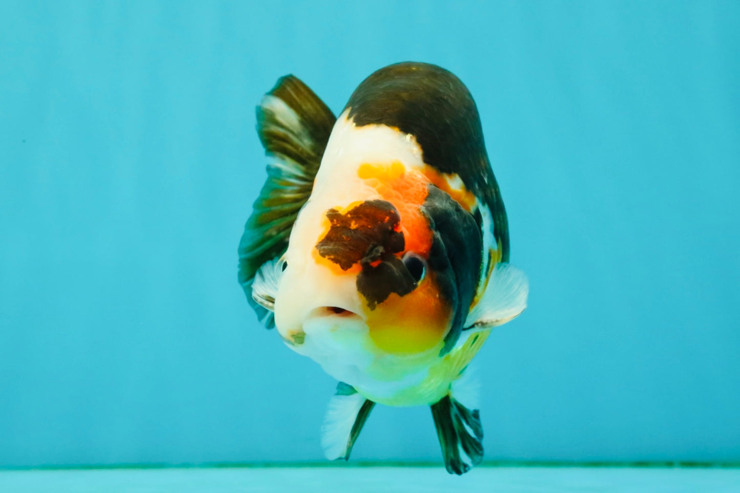 UNIQUE Tricolor Chinese Ranchu Male 6.5  inches #050826RC_12