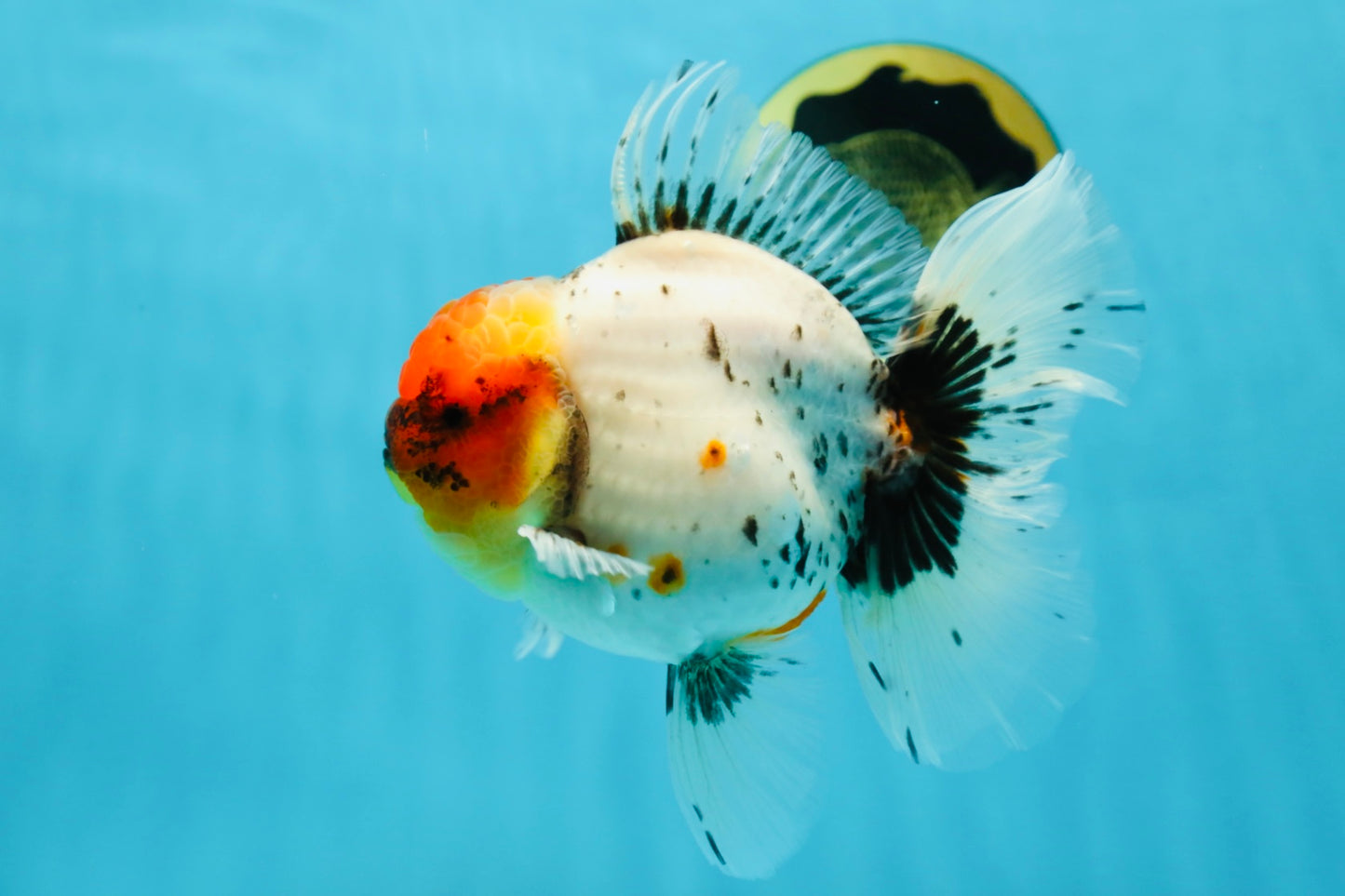 AAA Grade Calico Oranda Male 5-5.5 inches #050925OR_48