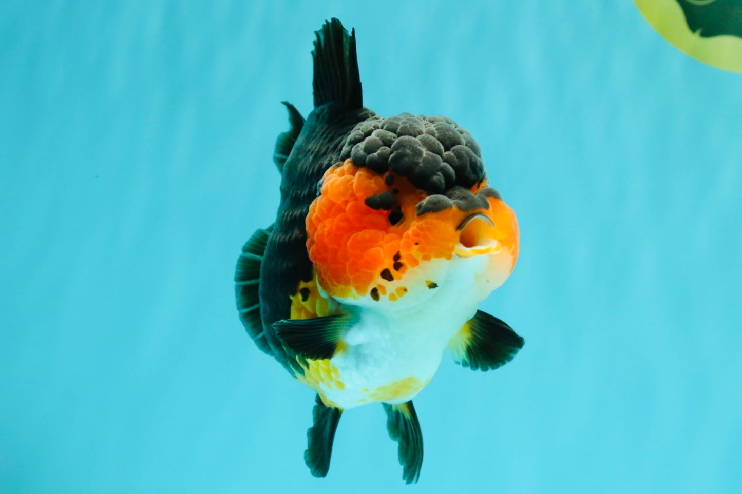 SUPER CUTE AAA Grade Tricolor Yuanbao Female 5 inches #062626YB_16