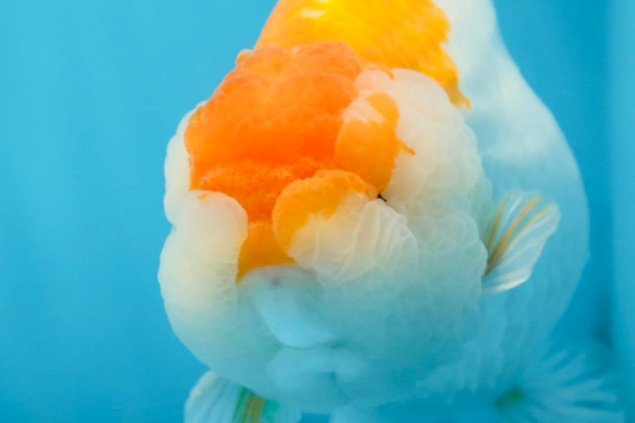 AAA Grade CHUBBY Orange White LionKing 6 inches #091225LC_05