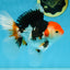 A Grade Tricolor Oranda Male 5-5.5 inches #082225OR_19