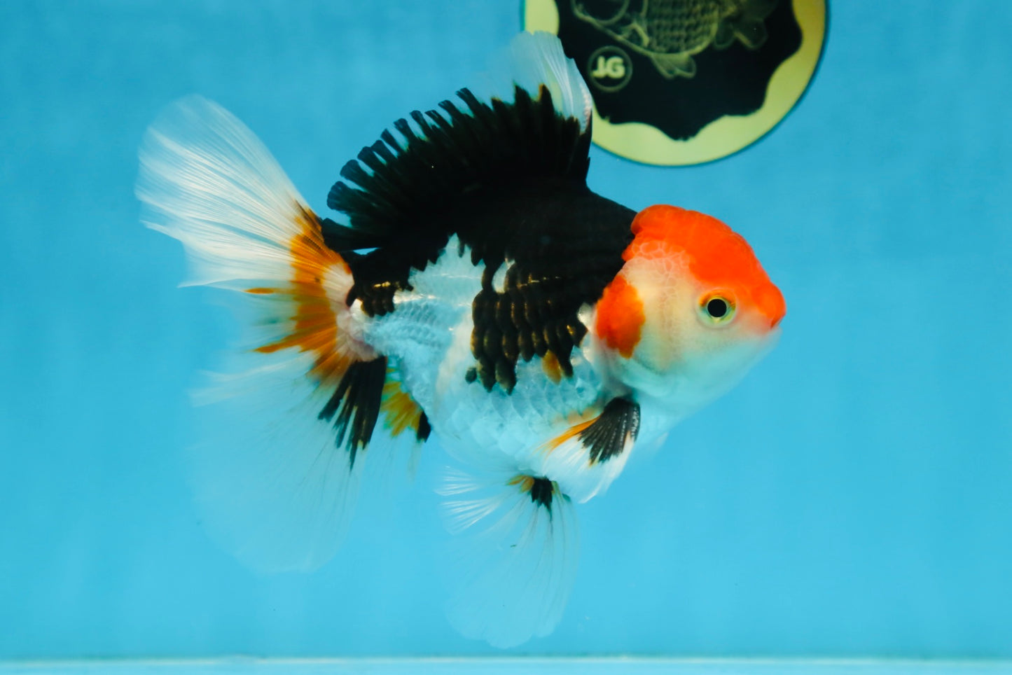 A Grade Tricolor Oranda Male 5-5.5 inches #082225OR_19