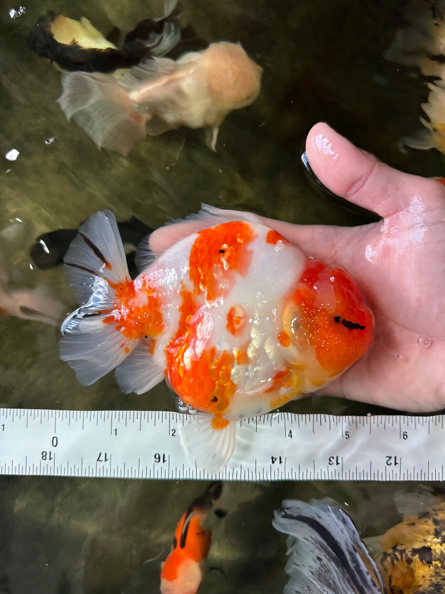 A Grade Kohaku Sakura Yuanbao Male 5.5 inches #052325YB_25