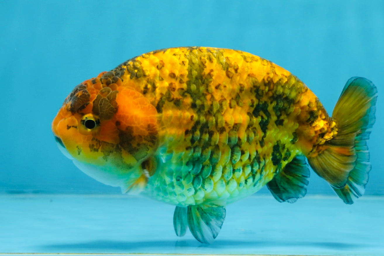 A Grade Tiger LionKing 5 inches #103125LC_14