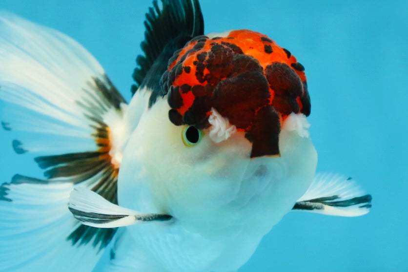 A Grade Tricolor Oranda Male 5 inches #060625OR_21