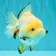 A Grade Chicken White Yuanbao Female 5 inches #062626YB_15