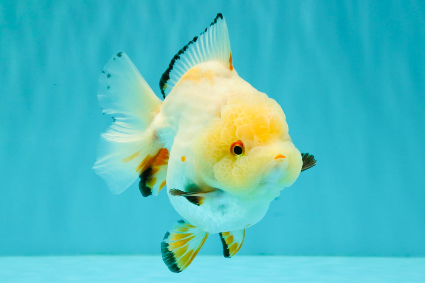 A Grade Chicken White Yuanbao Female 5 inches #062626YB_15