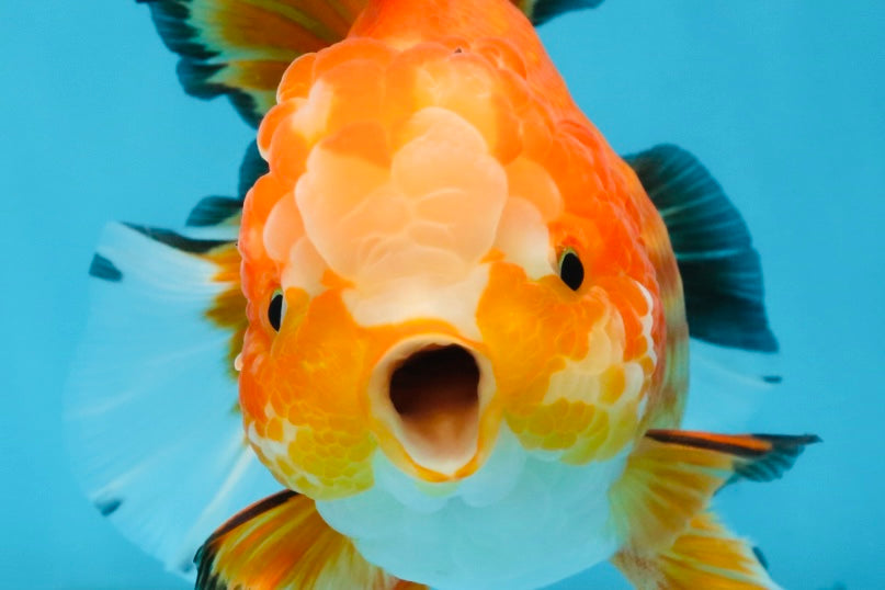 A Grade HAPPY Red White Oranda Female 5.5-6 inches #091925OR_11