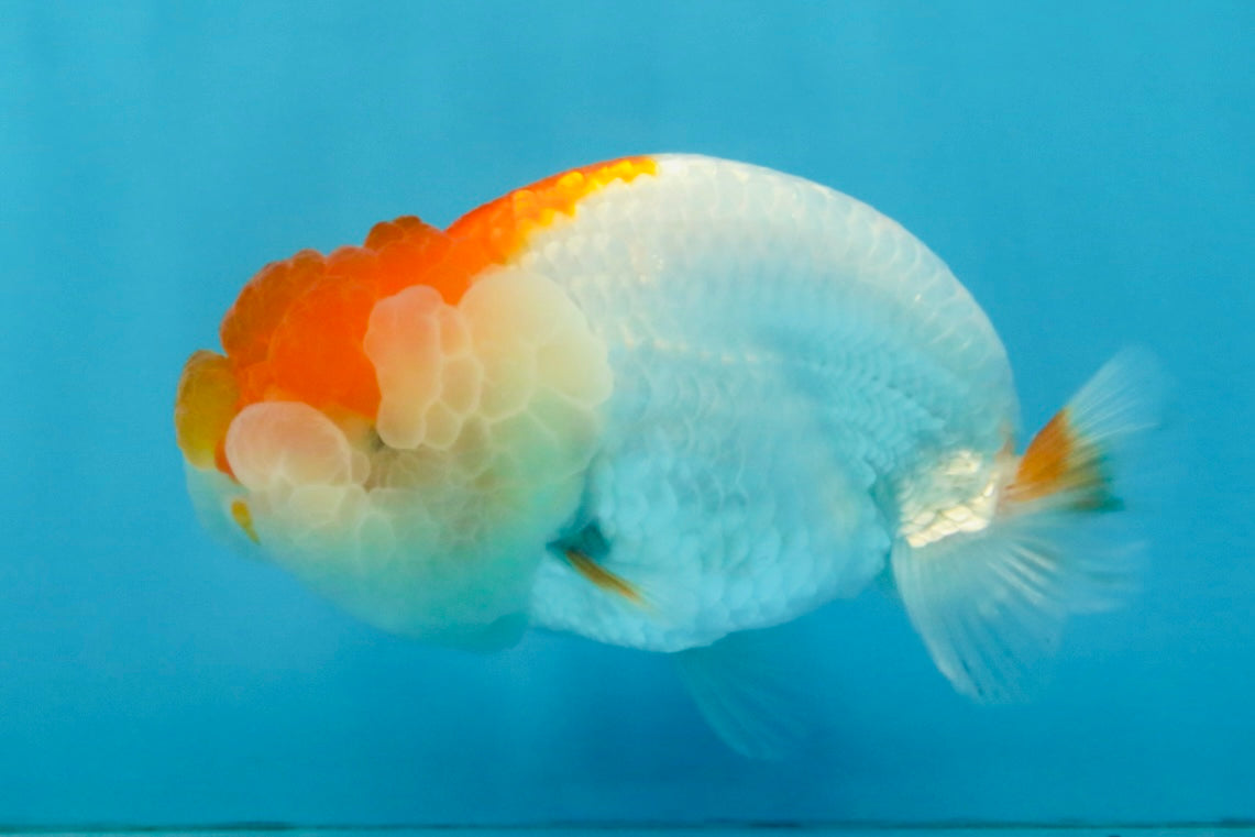 Red White LionChu 4 inches #112825LC_10