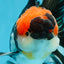 AAA Grade Tricolor Oranda Male 5.5 inches #052325_11