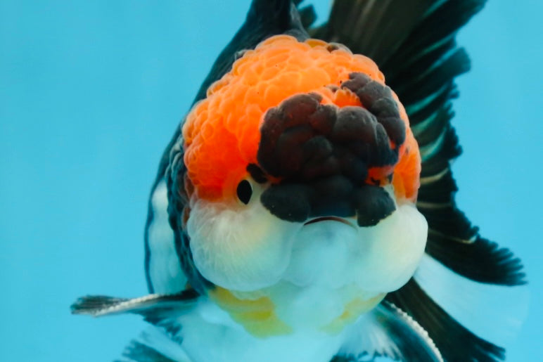 AAA Grade Tricolor Oranda Male 5.5 inches #052325_11