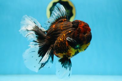 A Grade FLUFFY WEN Tiger Oranda Male 6 inches #082925OR_11