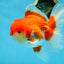 A Grade Red White Oranda Male 5.5-6 inches #080825OR_17