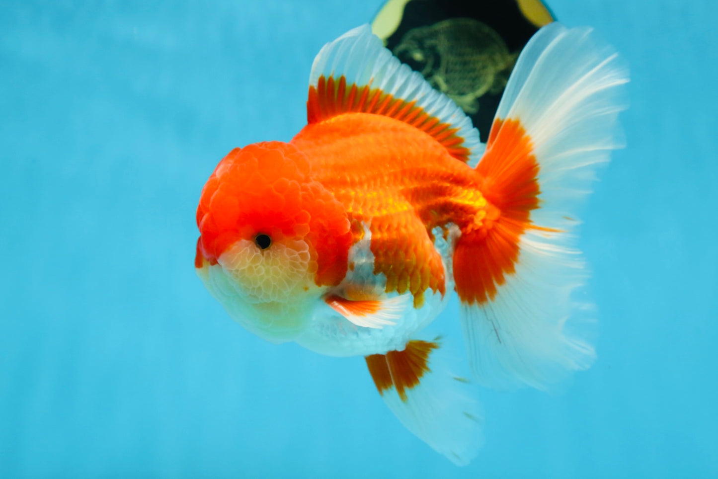 A Grade Red White Oranda Male 5.5-6 inches #080825OR_17
