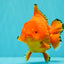 PUMPKIN AAA Grade Red Yuanbao Male 6 inches #101626YB_29