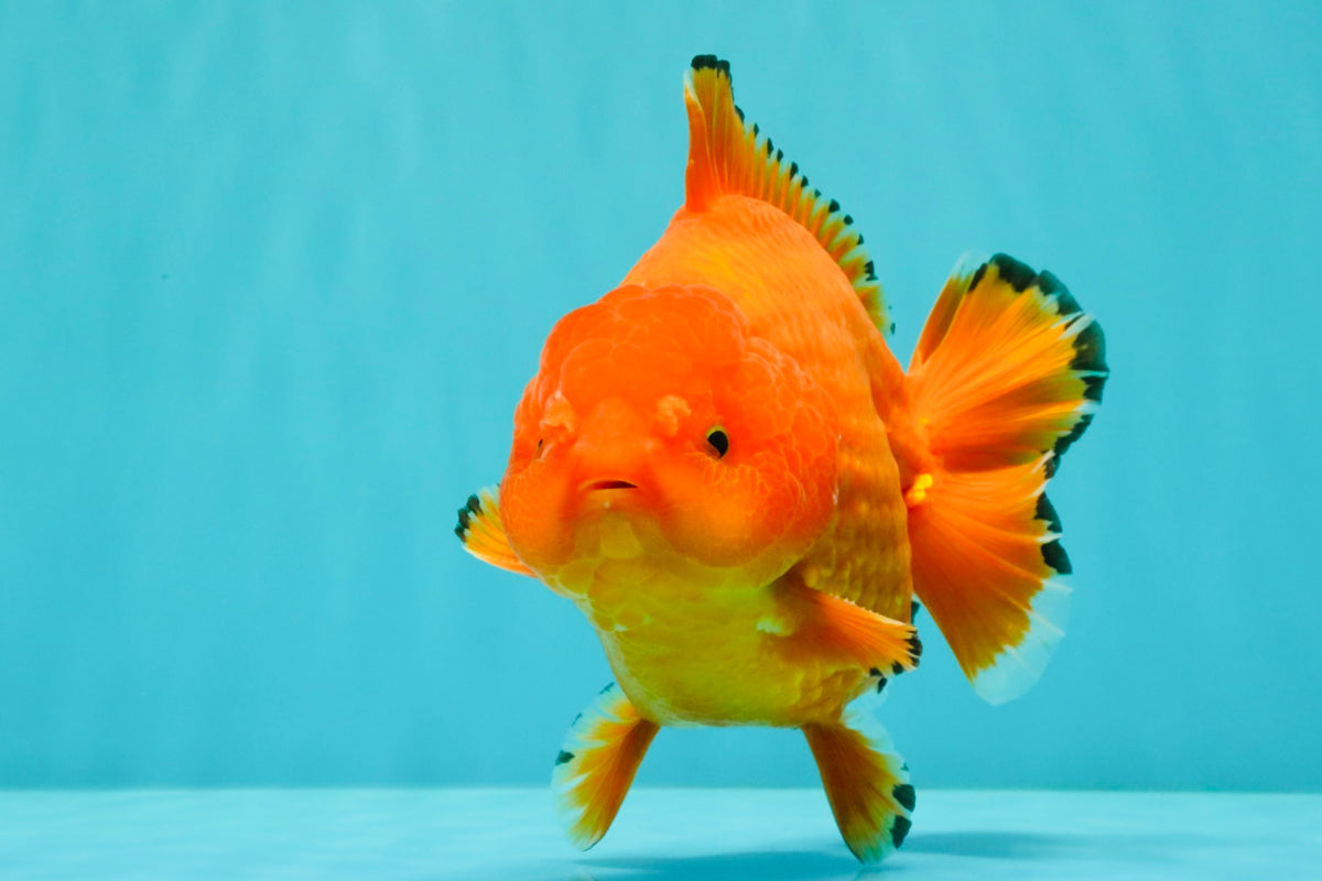 PUMPKIN AAA Grade Red Yuanbao Male 6 inches #101626YB_29