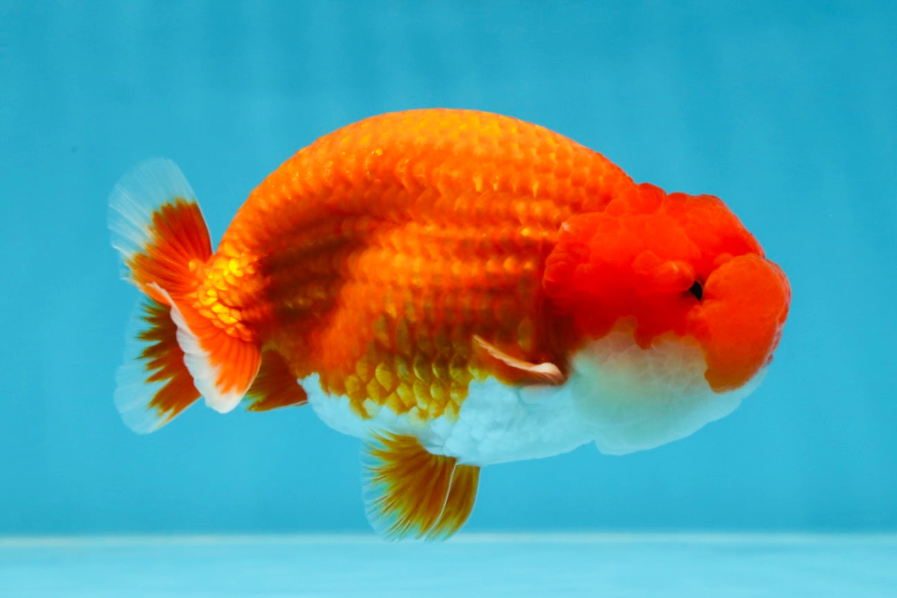 AAA Grade Red White LionKing 4.5  inches #053025LC_13