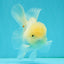 BEAUTY A Grade White Sakura Oranda Male 5.5 inches #050126OR_09
