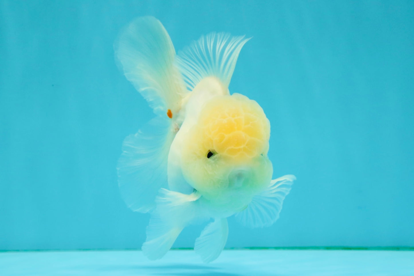 BEAUTY A Grade White Sakura Oranda Male 5.5 inches #050126OR_09