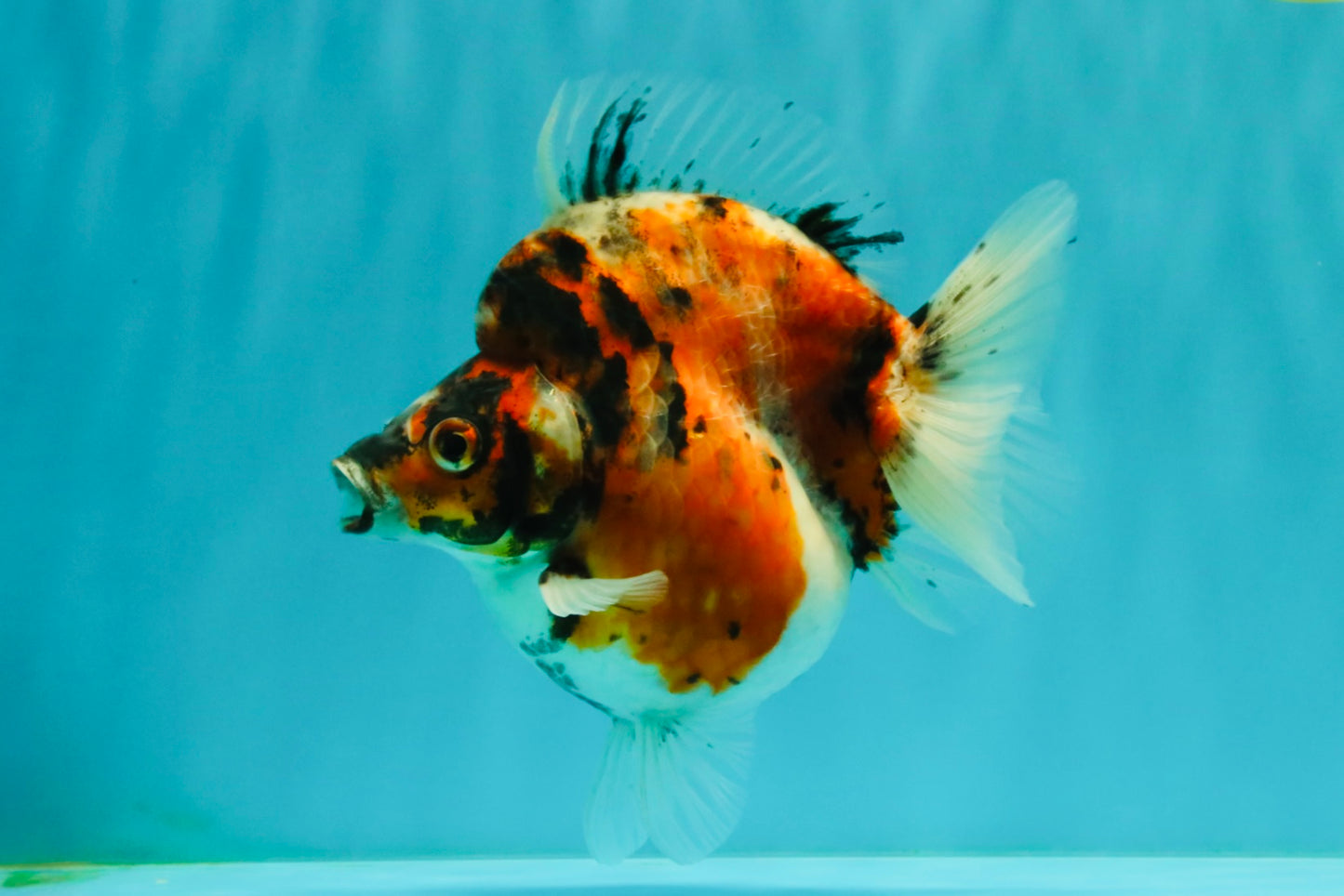 UNIQUE AAA Grade Indonesia Tiger Ryukin Female 5.5 inches #070326RK_25