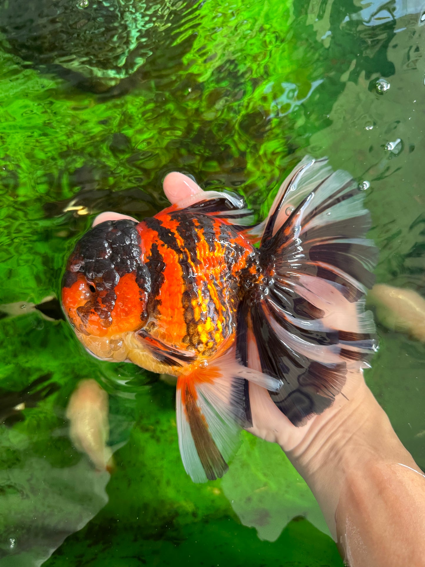 JUMBO MONSTER AAA Grade Tiger Oranda Butterfly Tail Male 6.5-7 inches #1011OR_01