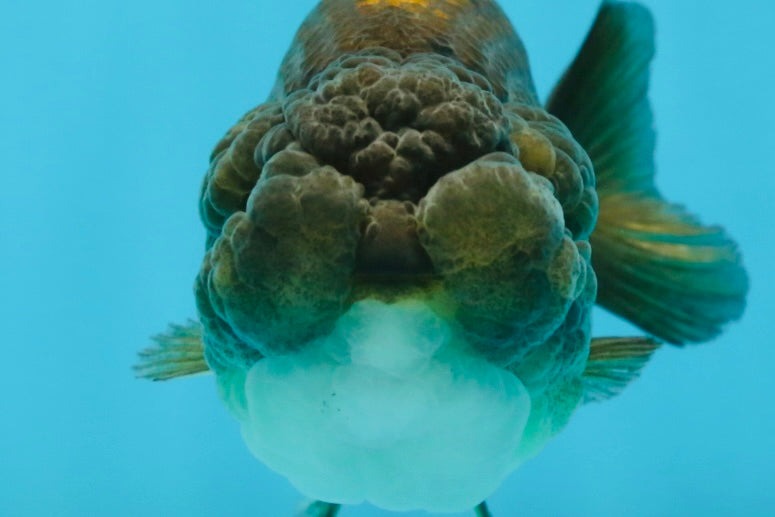 A Grade Dragon Scale Black Copper LionQueen 4-4.5 inches #062725LC_07