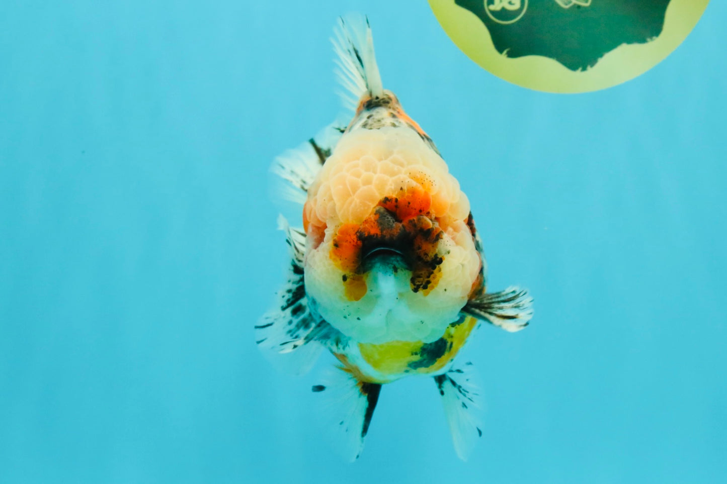 FLUFFY AAA Grade Marble Calico Yuanbao Male 5.5-6 inches #032026YB_20