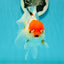 Red White Oranda Female 5 inches #110824OR_05