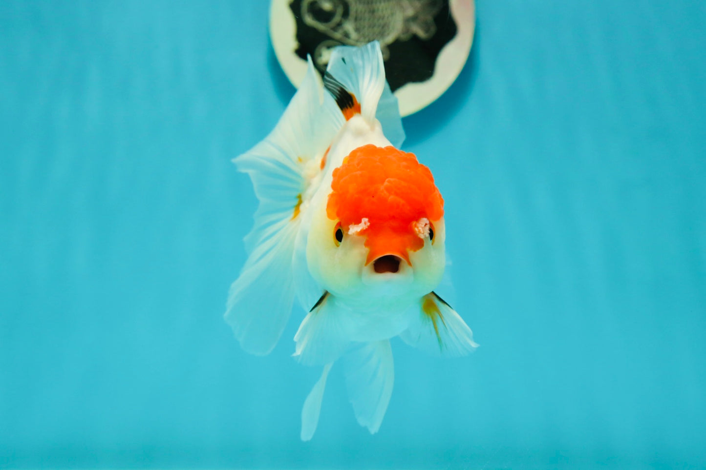 Red White Oranda Female 5 inches #110824OR_05