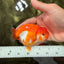 SUPER CUTE A Grade Red White LionQueen 4-4.5 inches #081426LC_16