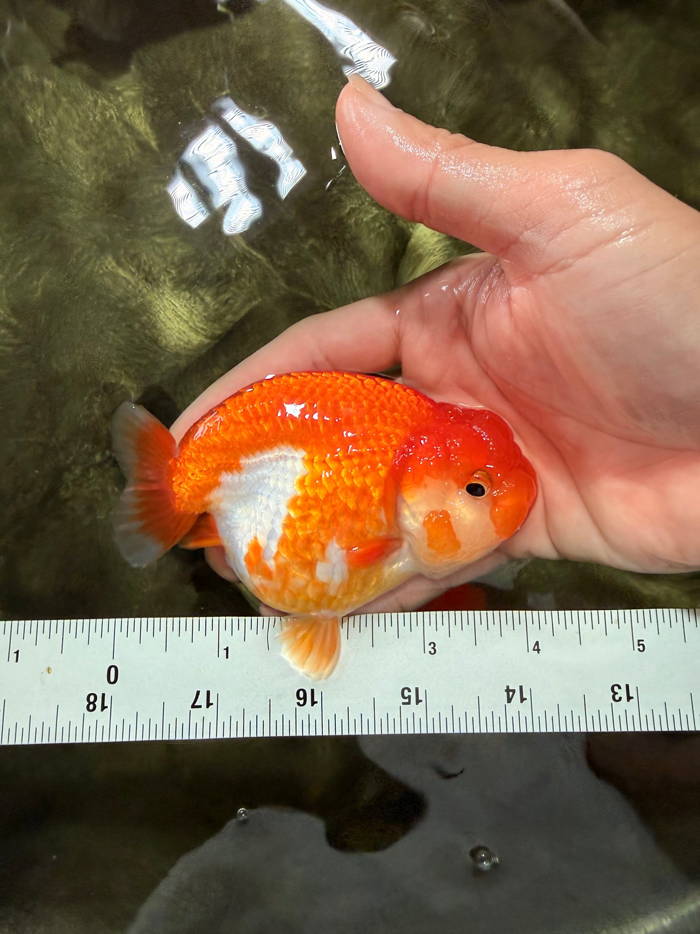 SUPER CUTE A Grade Red White LionQueen 4-4.5 inches #081426LC_16