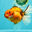 CHONKY AAA Grade Sakura Oranda Female 8.5 inches #071726OR_03
