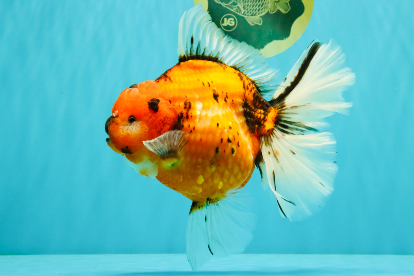 CHONKY AAA Grade Sakura Oranda Female 8.5 inches #071726OR_03