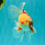 CHICKIE A Grade Red White Oranda Male 5.5 inches #101626OR_08