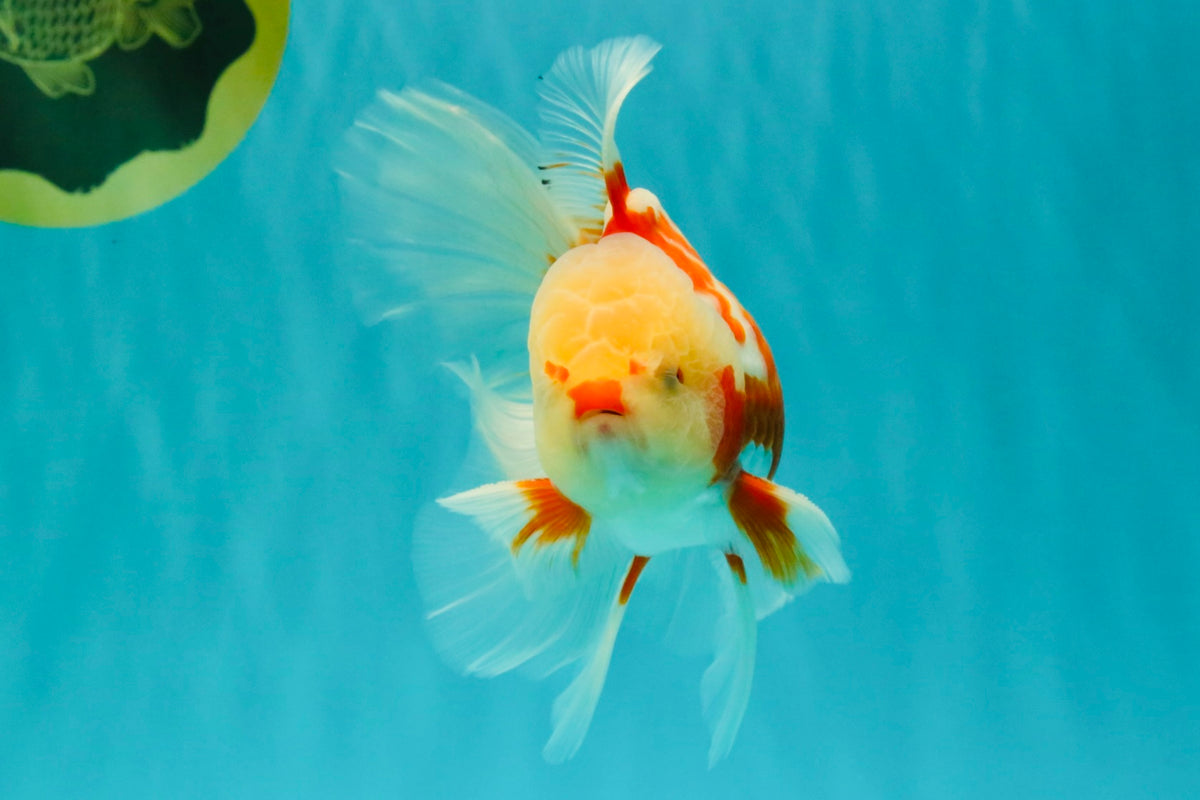 CHICKIE A Grade Red White Oranda Male 5.5 inches #101626OR_08