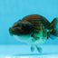 Femelle Ranchu Cuivre Noir 3,5-4 pouces #0726RC_31