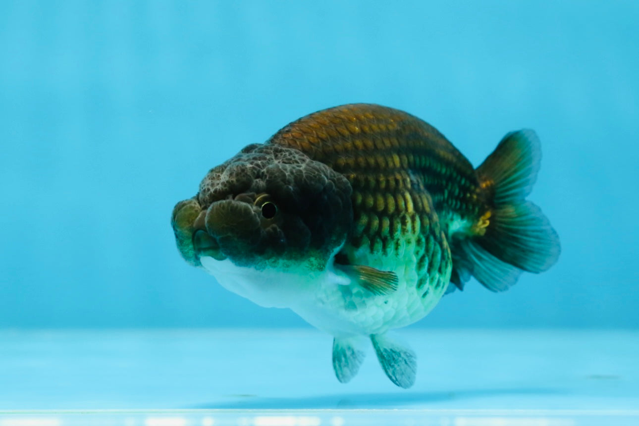 Black Copper Ranchu Female 3.5-4 inches #0726RC_31