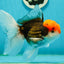 A Grade Red Head Tricolor Oranda Male 5.5 inches #112224OR_10