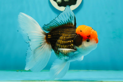 A Grade Red Head Tricolor Oranda Male 5.5 inches #112224OR_10