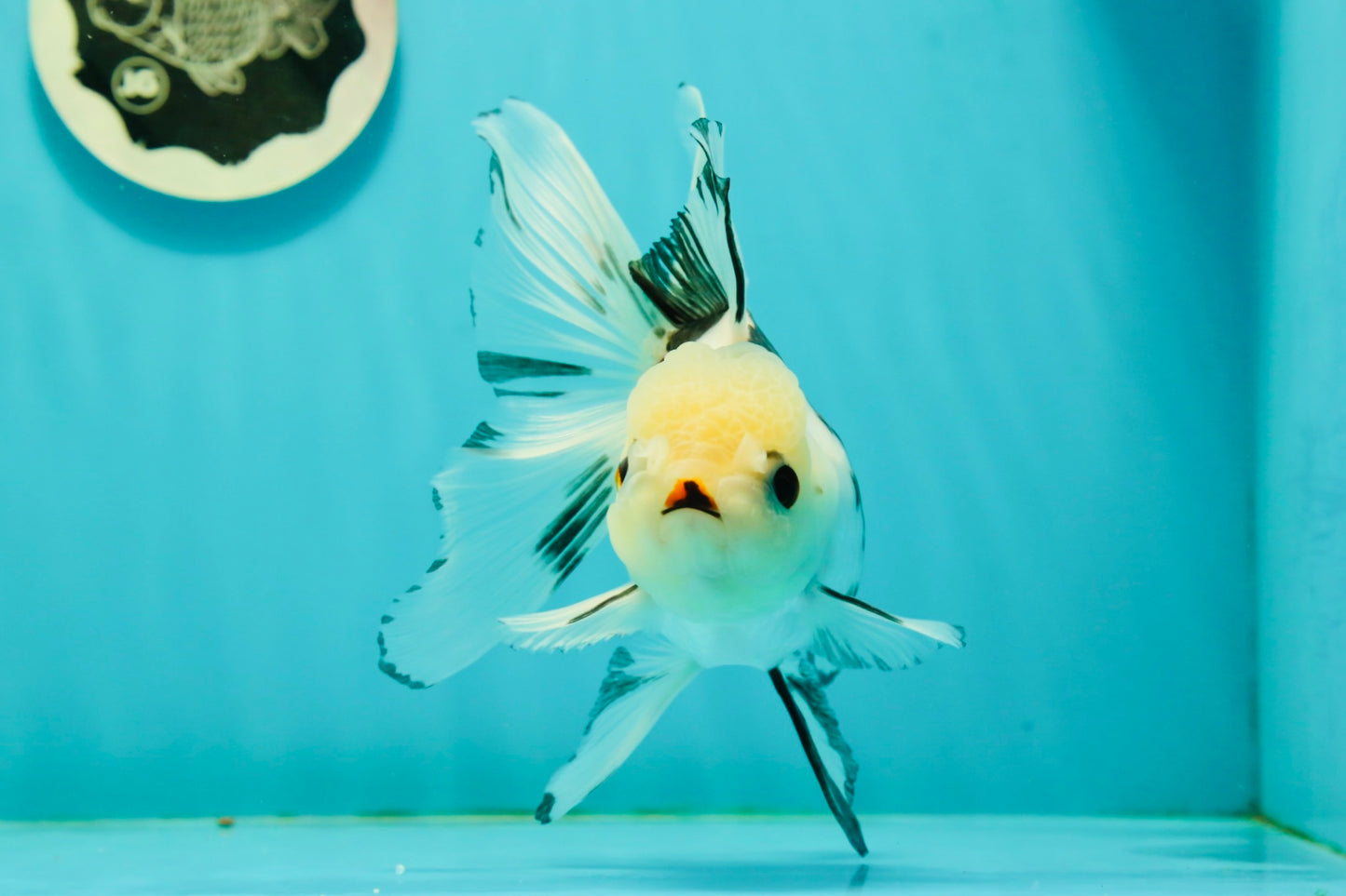 Butterfly Tail High Dorsal Fin Tricolor Oranda Female 5 inches #1018OR_19