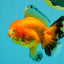 CHUNKY A Grade Red White Oranda Male 5.5-6 inches #042426OR_08