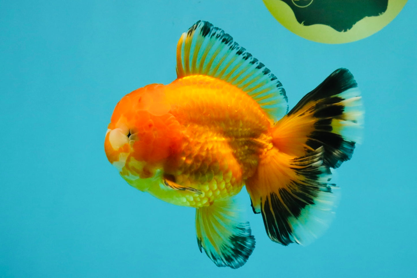 CHUNKY A Grade Red White Oranda Male 5.5-6 inches #042426OR_08