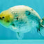 UNIQUE AAA Grade Jumbo Bloodline White Tiger Ranchu Male 4.5-5 inches #071726RC_06